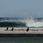 Wildlife in Tasmania