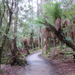 Mont Field primal forest Tasmania