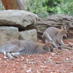 Kangaroos Sydney zoo