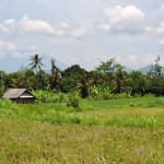 Landscape from Bali