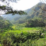 Ricefields in Bali