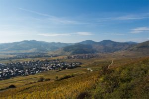 Alsacian wineyards