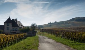 Alsacian wineyards