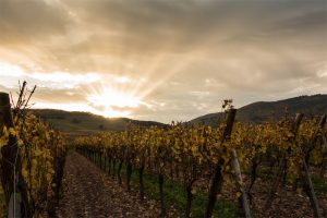 Alsacian wineyards