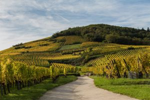 Alsacian wineyards