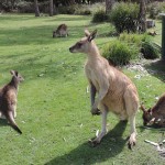 Kagaroos Bicheno Wild Life Park