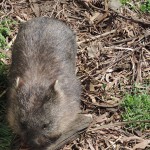 Wombat Tasmania