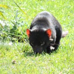 Tasmanian Devil Bicheno Wild Life Park