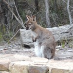 Wallaby Freycinet National Park Tasmania