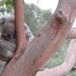 Koala au zoo de Sydney